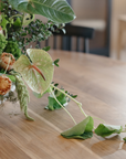 Circa – Dining Table